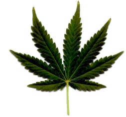 cannabis Seeds of White Widow marijuana
